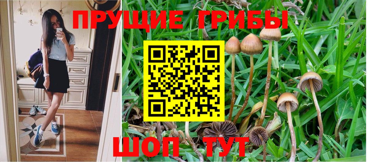 Псилоцибиновые грибы Psilocybe Прокопьевск