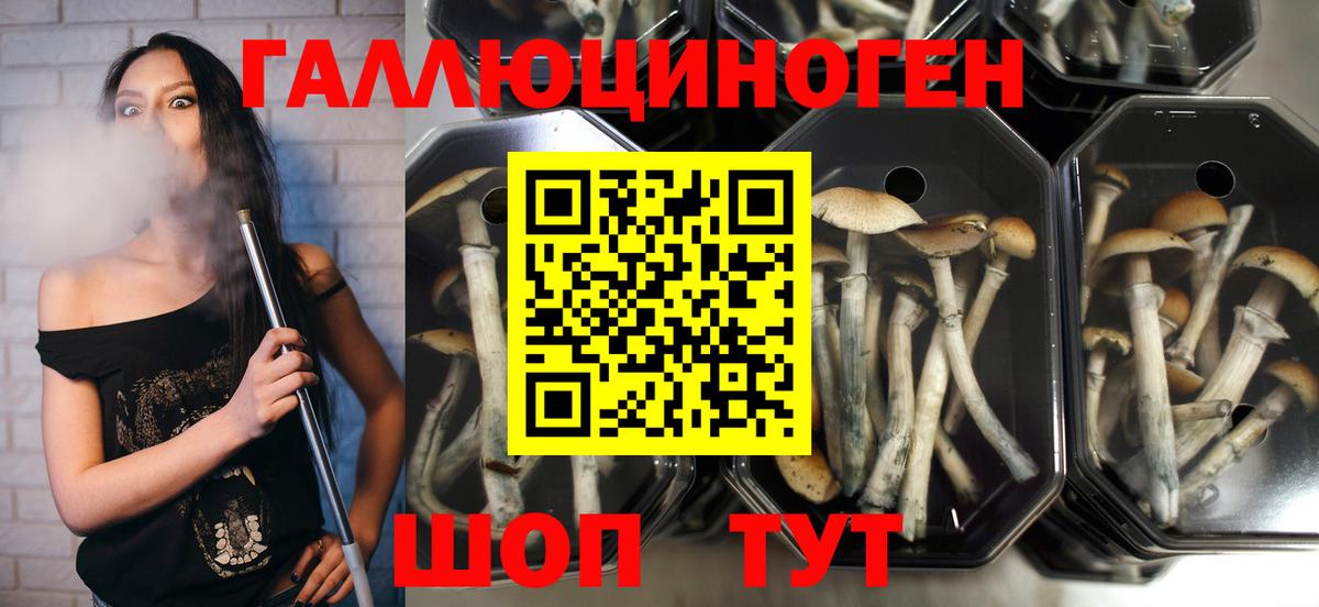 Псилоцибиновые грибы Psilocybe Прокопьевск